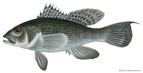 what kind of fish|Sea bass .